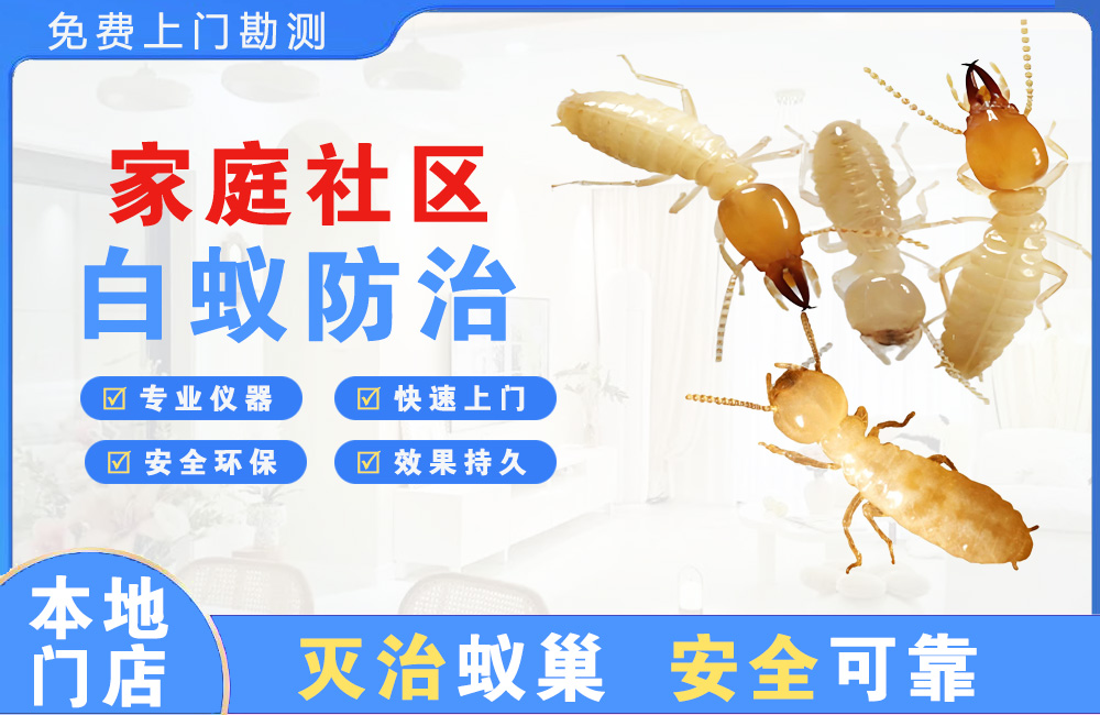 龙岩家庭社区白蚁防治